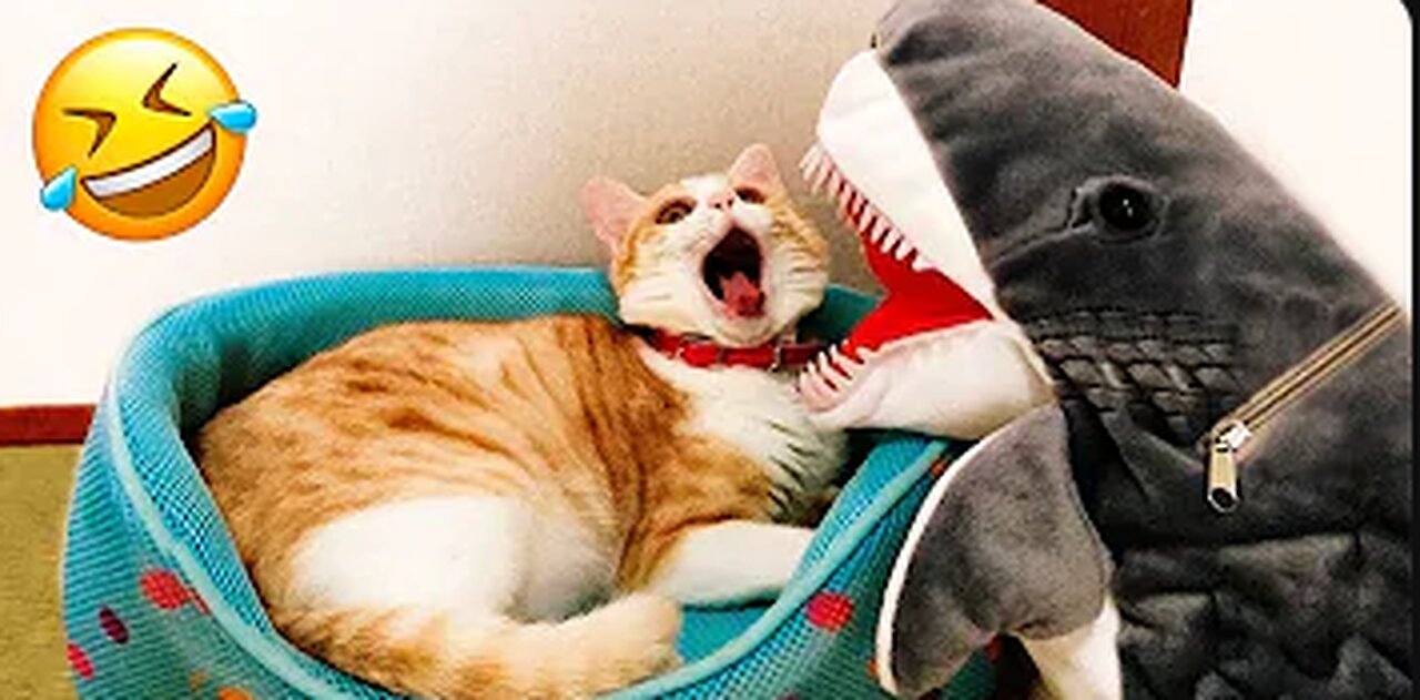 Funny animal videos 2022