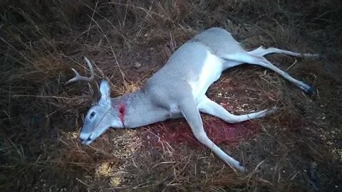 Second Weekend 2019 Deer Gun Season. Buck down. Viewer discretion is advised