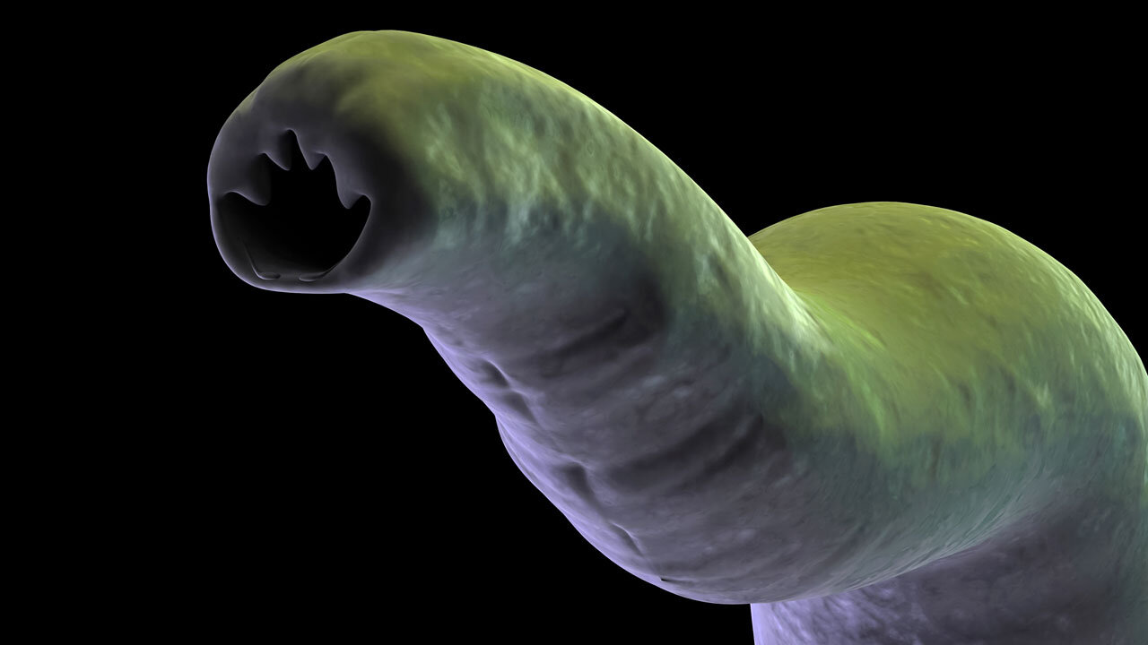 Parasites