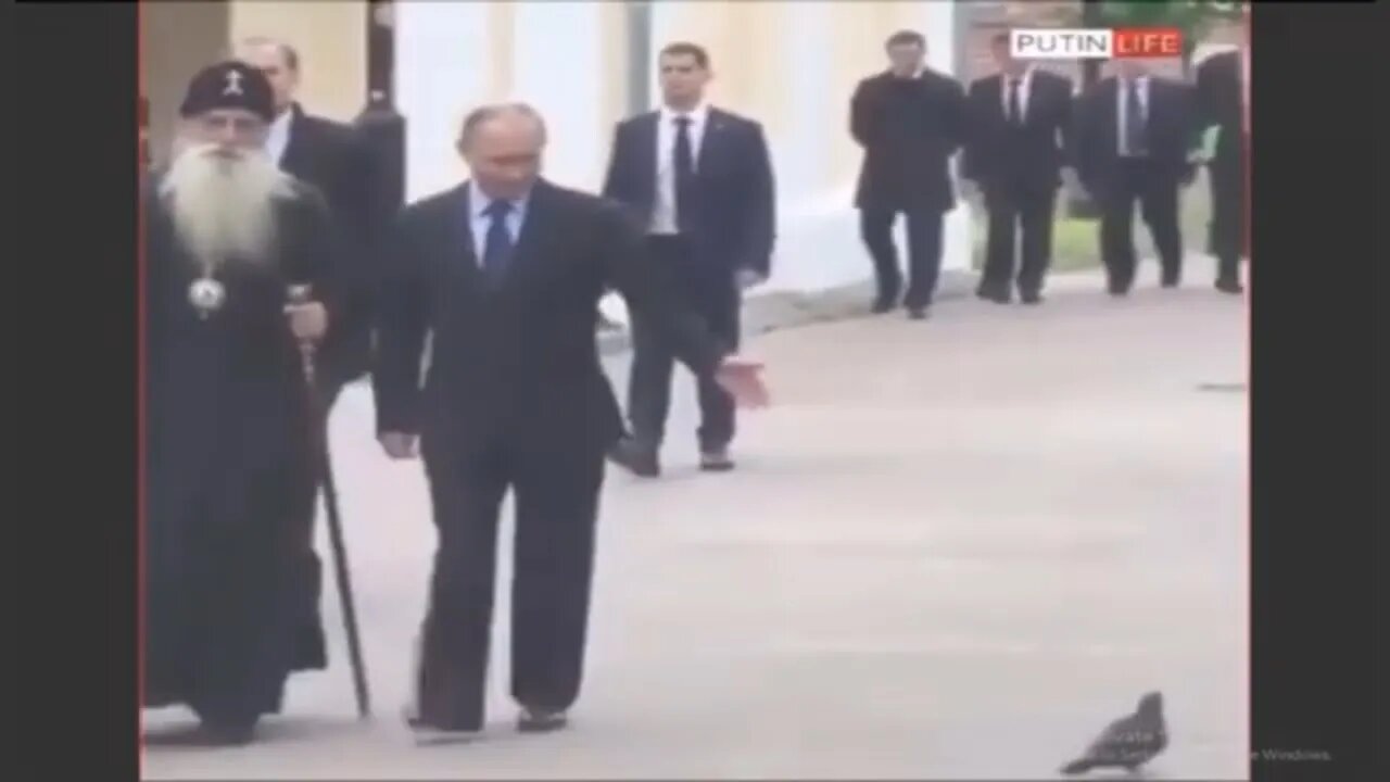 Vladimir Putin is saluted by a pigeon