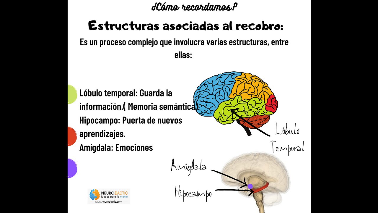 Mente positiva 1- Encontrar el hemisferio cerebral dominante