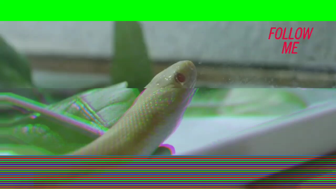 #funny moment snake video EP - 39 and my 39 snake content created 24/03/2024