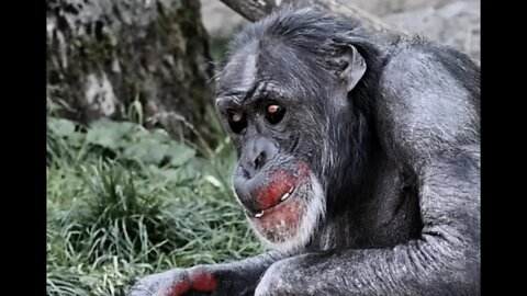 Violent Chimpanzees = Violent Humans?