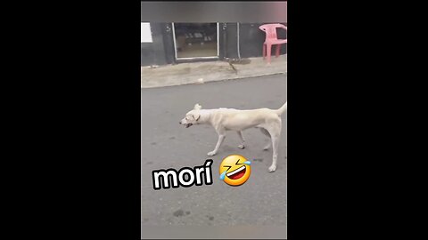 Dog#lover#animals#FunnyVideos#Viral