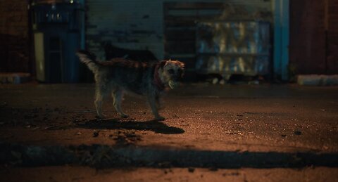 Steet dogs