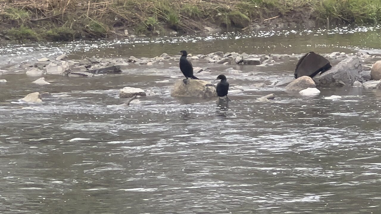 Cormorants Humber River James Gardens Toronto