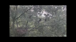 Hays Eagles nest flyby 6 22 21 6:13:55