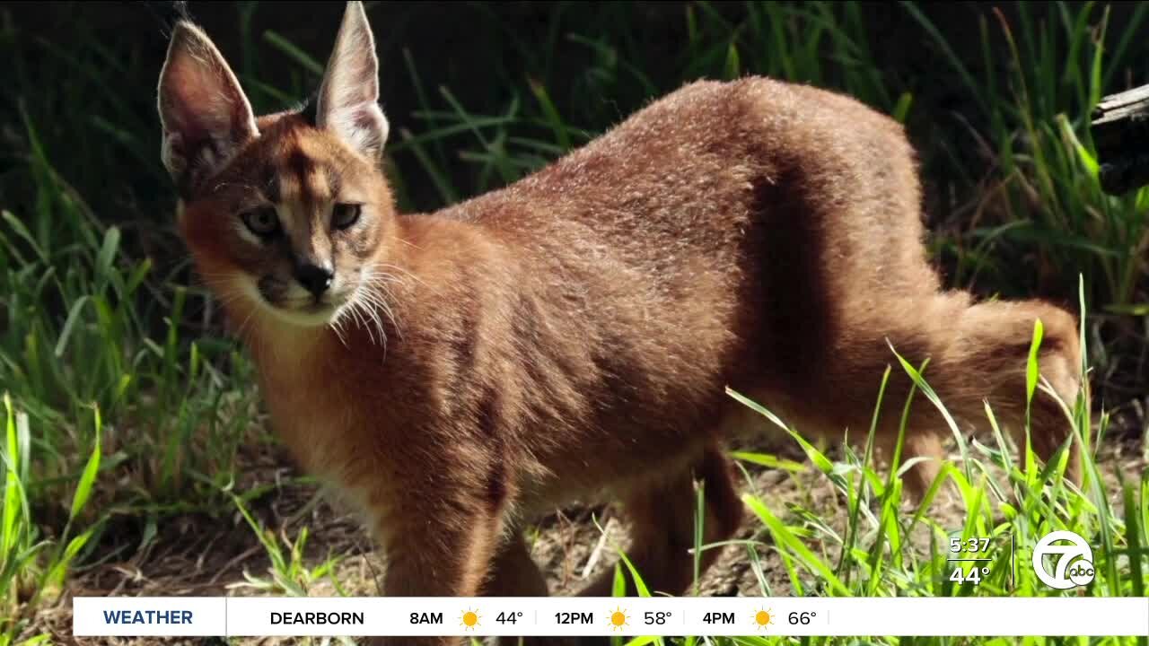 Woman whose African caracals escaped in Royal Oak to relocate big cats