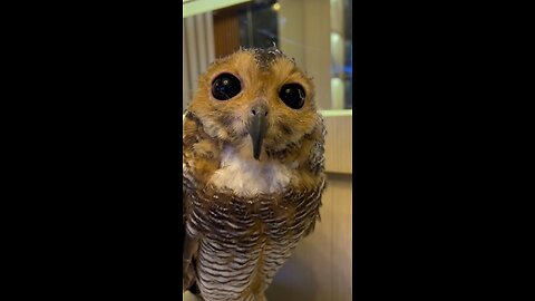 Good Job Bibib 👍 #funnyvideo #animals #funny #owl #pets #cute #cuteanimals #funnyanimals