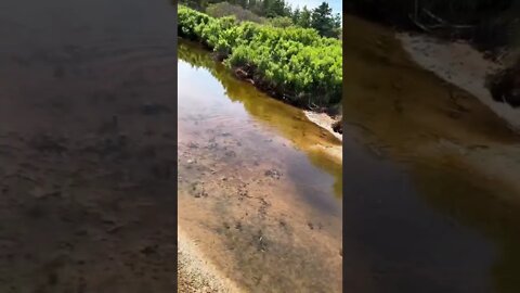 School of fish at the beach