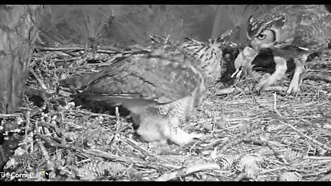 Dad Serves Up Breakfast-Cam One 🦉 2/28/22 06:42