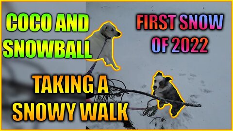 Taking a Snowy Walk in the First Snowfall (in 2022) - Coco & Snowball in Snow PART 1