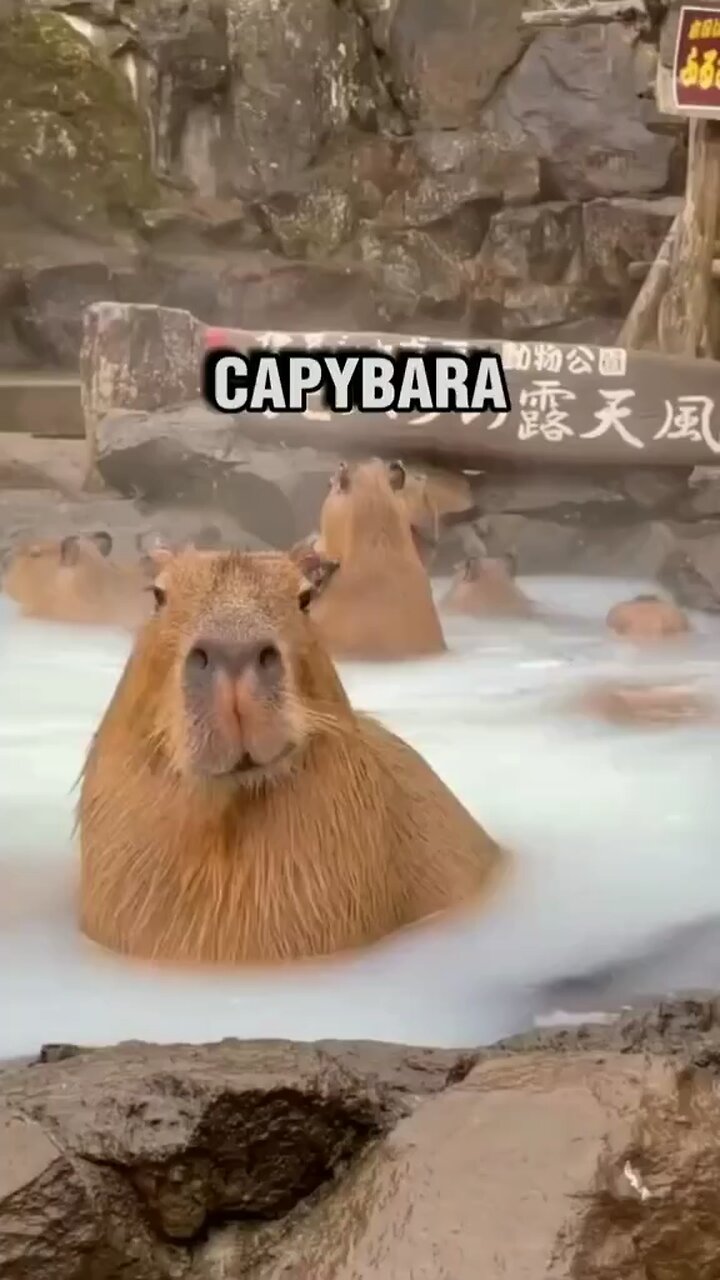 Capybara capybara capybara!