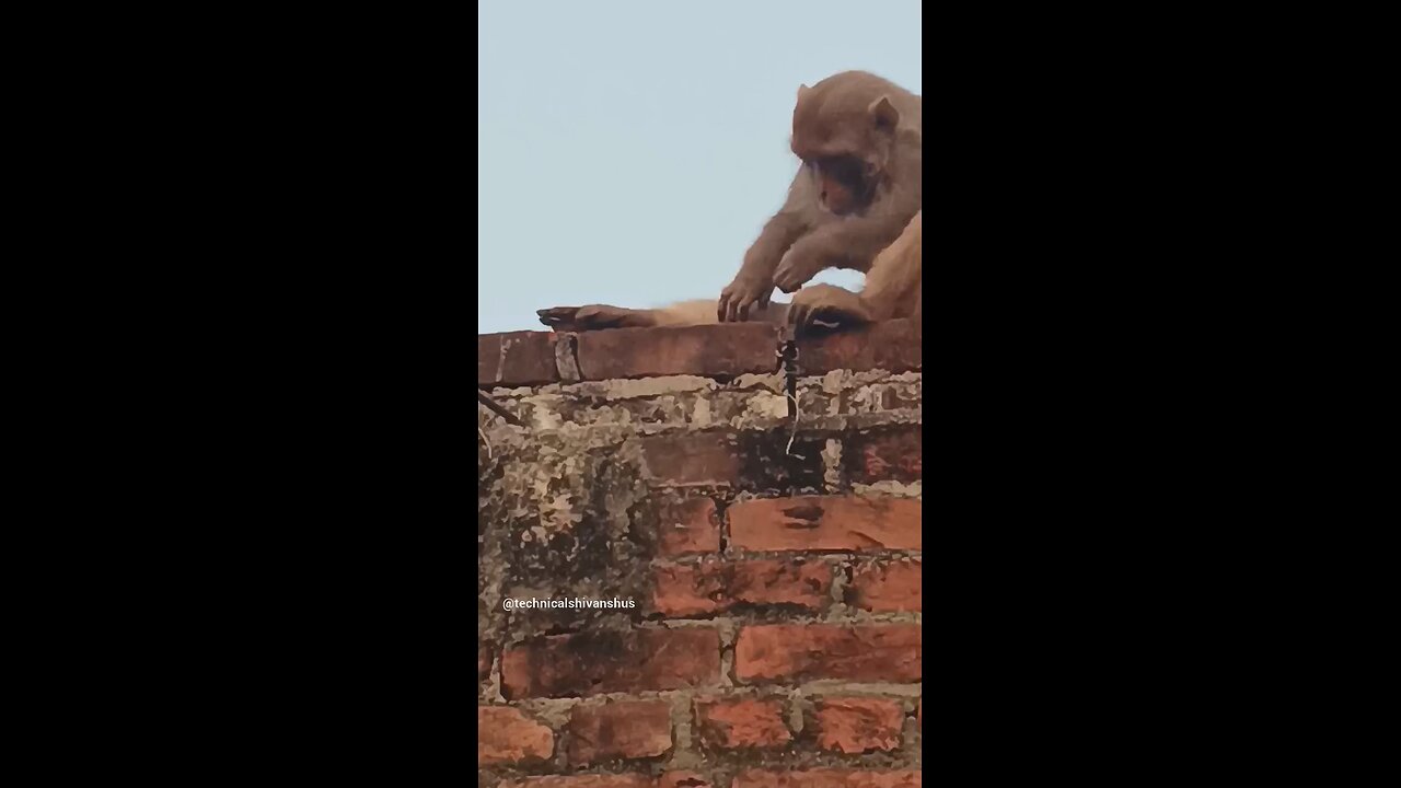 monkey🐒🐒 #funny #comedy#viral #trending #monkey #shorts #yt