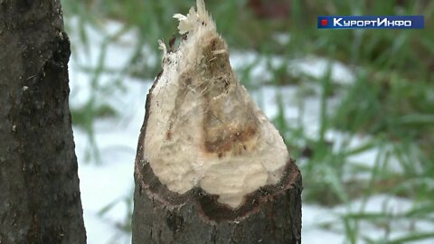 Бобры появились в городской черте Сестрорецка