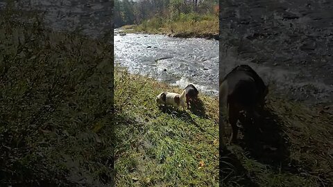 The Girls... 🏞️