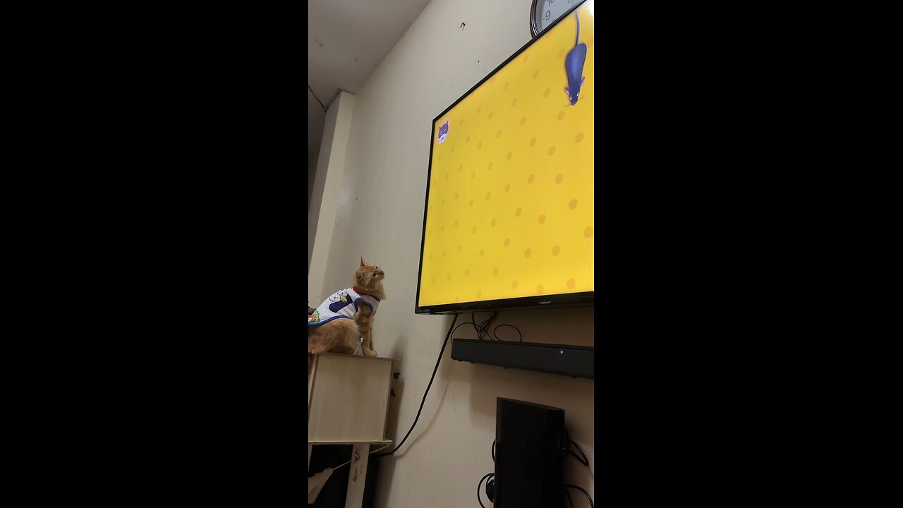 Games for cats