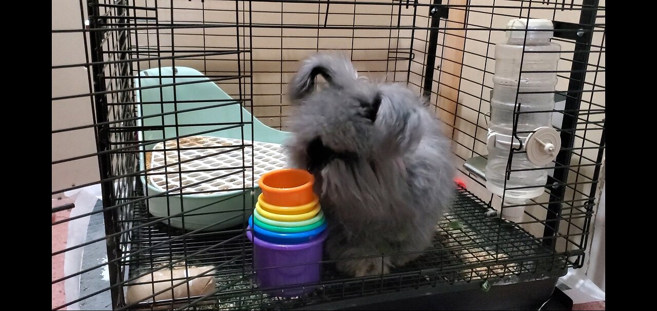 Pooky playing with stacking cups