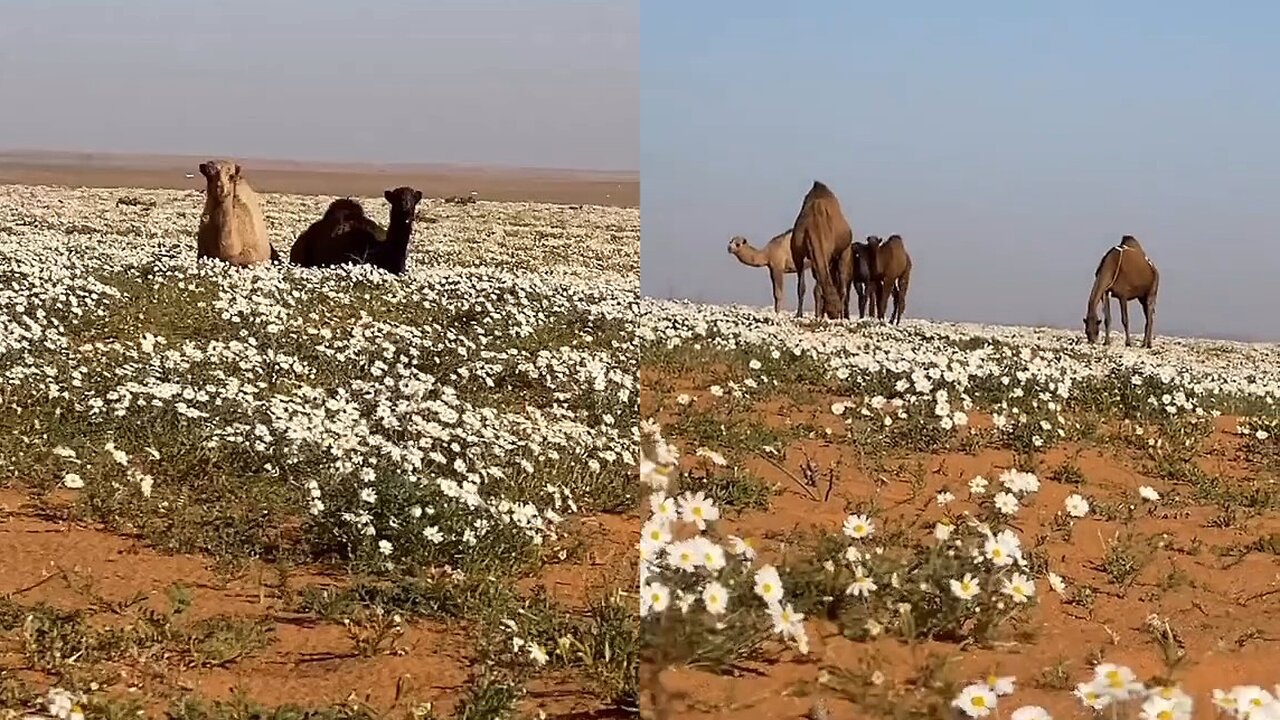 How beautiful it is to see camels and nature?