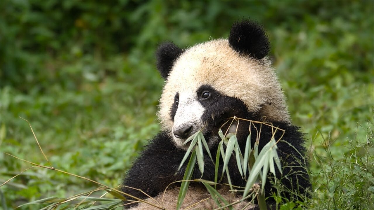 Panda Mother Teaches Cub How to Eat Bamboo - 4KUHD - China: Natures Ancient Kingdom - BBC Earth