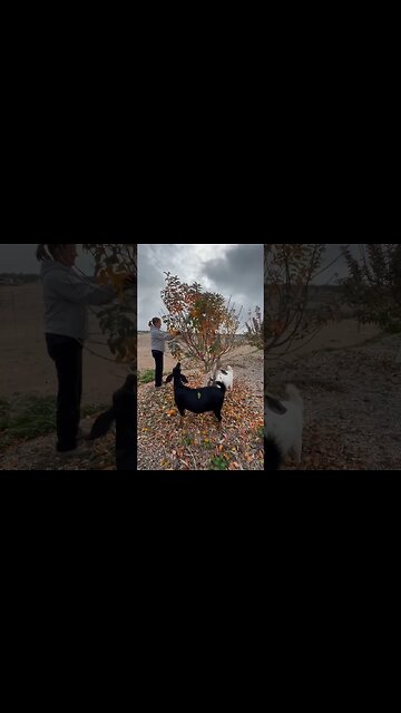 Rosie & Lily Lend a Hand #goats #desertfarming #farmlife