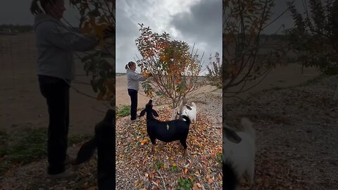 Rosie & Lily Lend a Hand #goats #desertfarming #farmlife