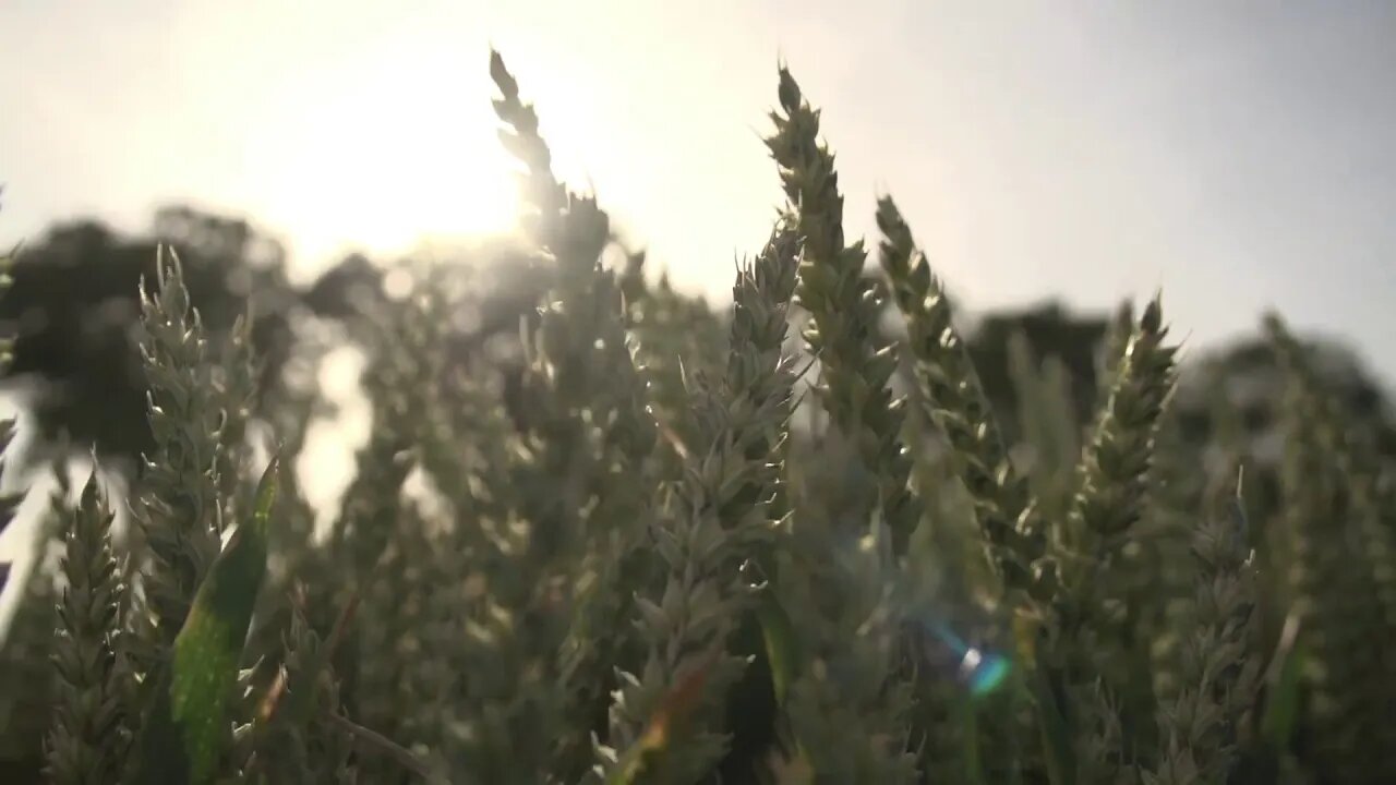 بعيدا عن الضجيج و مشقات العمل ، موسيقى هادئة و صوت العصافير .