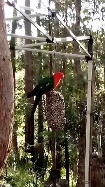 King Parrot Enjoys Sunflower Seeds