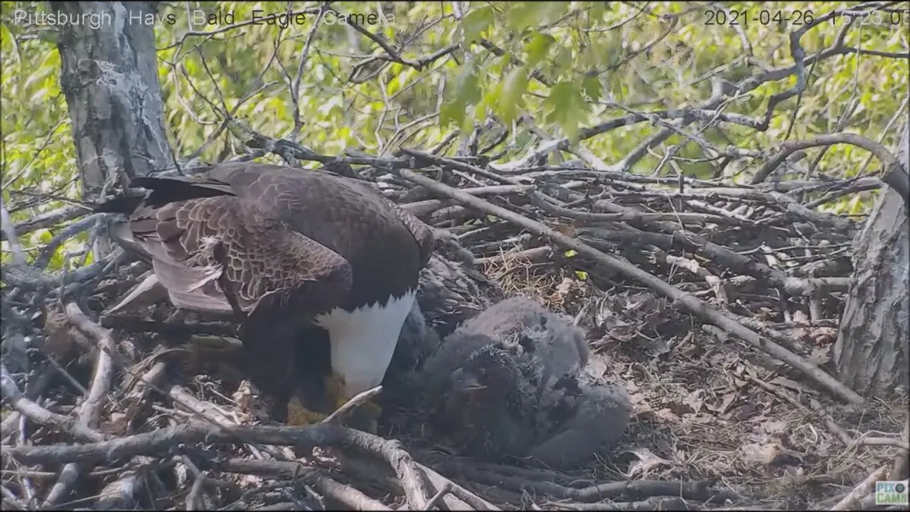 Hays Eagles Dad brings in Gray Squirrel for dinner H13 H14 H15 4.26.21 16:21