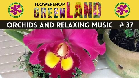 MARYANDRA'S MUSIC | 100 ORCHIDS TO THE SOUND OF RELAXING MUSIC | # 37