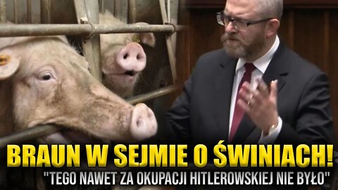 Grzegorz Braun w Sejmie o ŚWINIACH! "Tego nawet za okupacj nie było" \\ Polska.LIVE