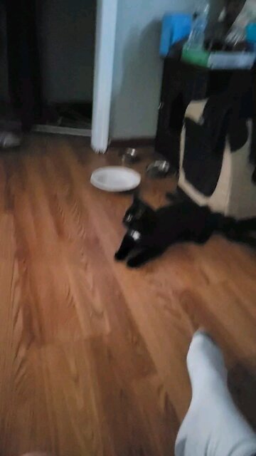 Kitten Playing Fetch