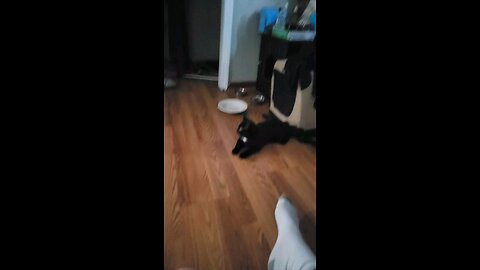 Kitten Playing Fetch