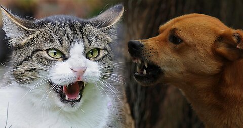 funny cats versus dogs 🐈 - 🐕