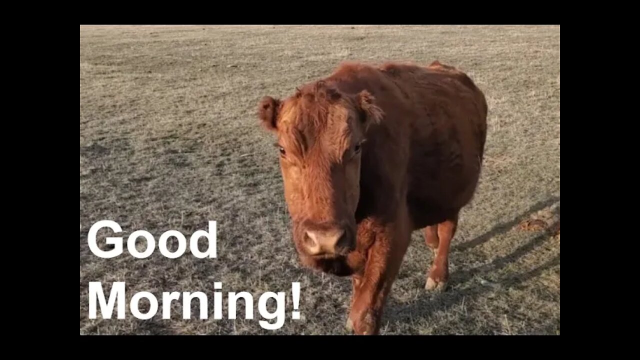 Morning Checks | Calving 2022