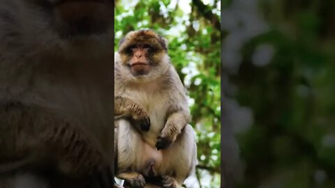 Cute Monkey Relaxing