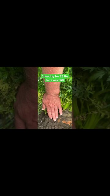 Monster 🥕Carrot #bubba #carrots #peppers #garden