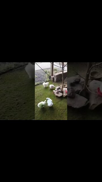 Colored fluffy chickens