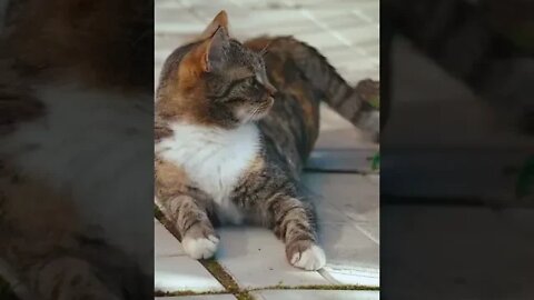 KUCING LUCU #PART 6
