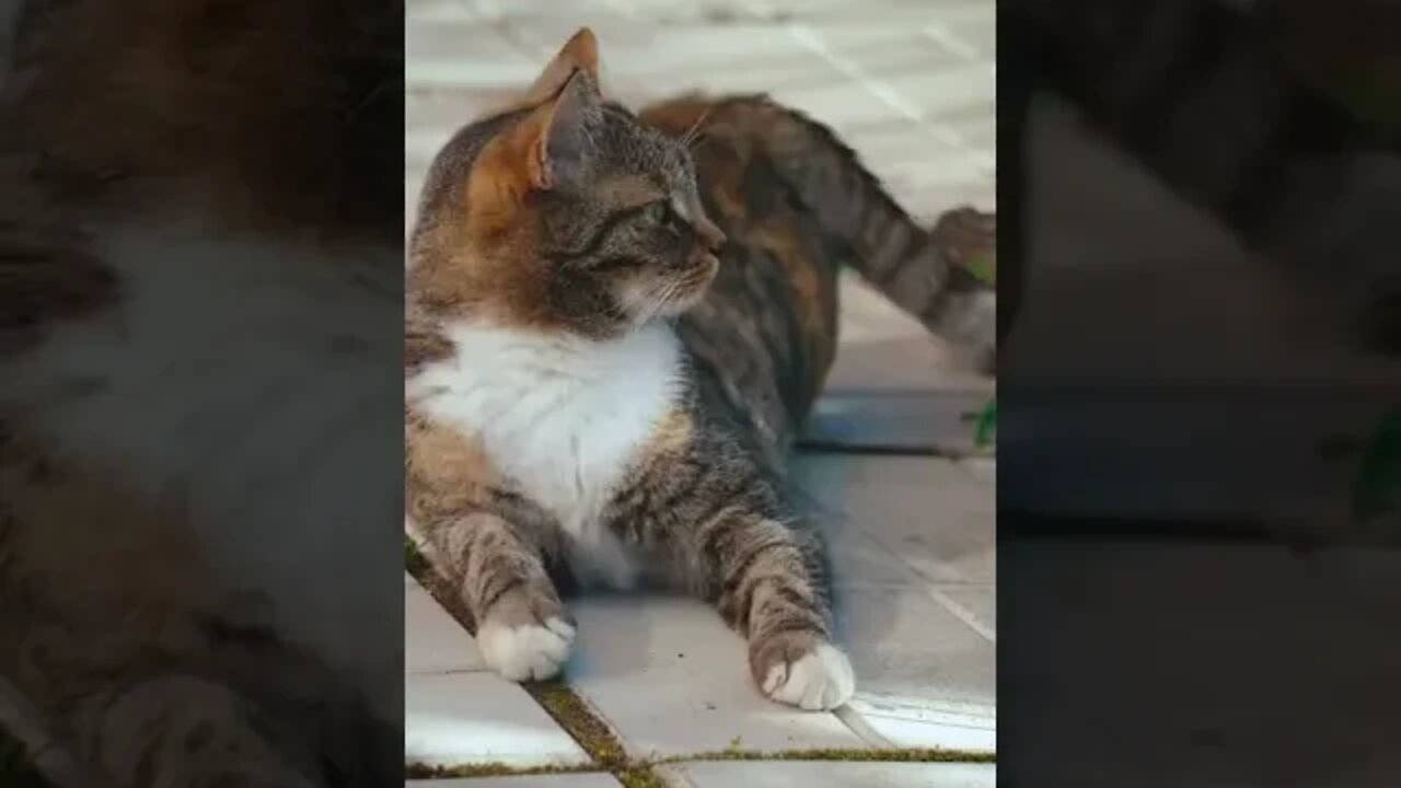 KUCING LUCU #PART 6