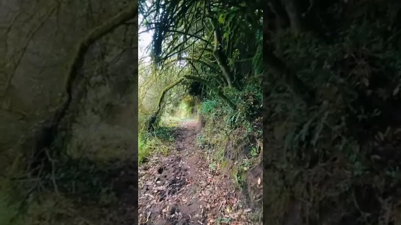 nature#fyp#forest#shorts