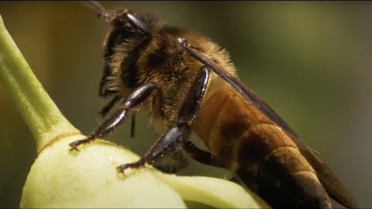 Honey Hunters vs Bees and Tigers | Ganges | BBC Earth