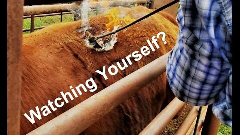Watching our OWN YouTube Videos | Self-Reflection (In the Chute - Round 88)