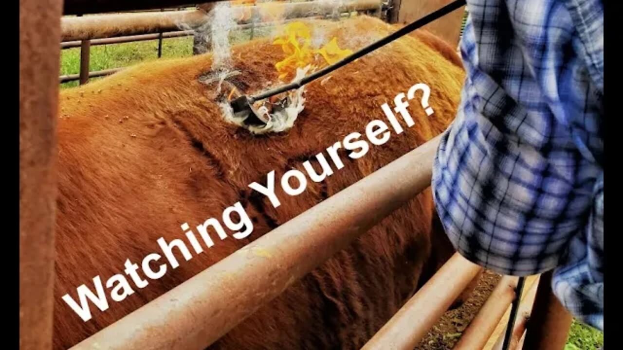 Watching our OWN YouTube Videos | Self-Reflection (In the Chute - Round 88)