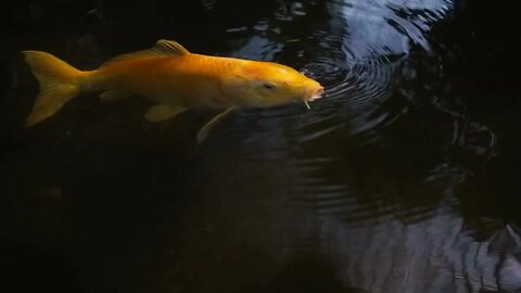 yellow fishes are swimming in water of decorative pond in garden of Lednice castle