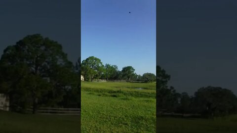Afternoon on a Hot June 27 Monday here at Venus Ranch. Venus, Fl.