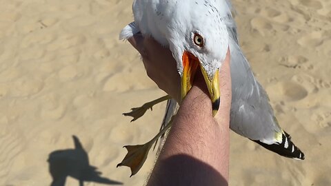 I caught a seagull