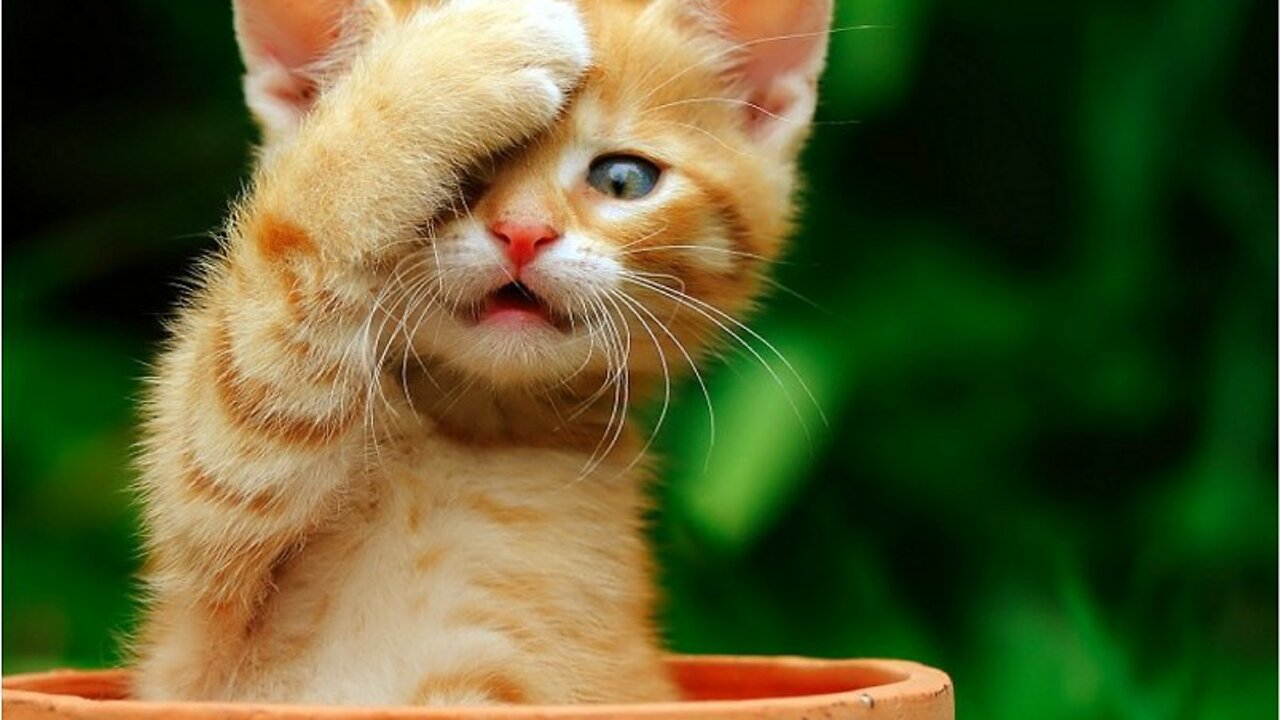 Funny animals - Funny cats _ dogs -2023 Funny animal videos19 (720p)