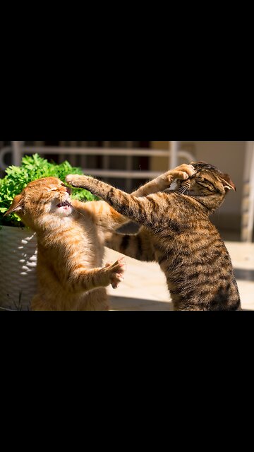 Hilarious cat refusing to leave the house😹