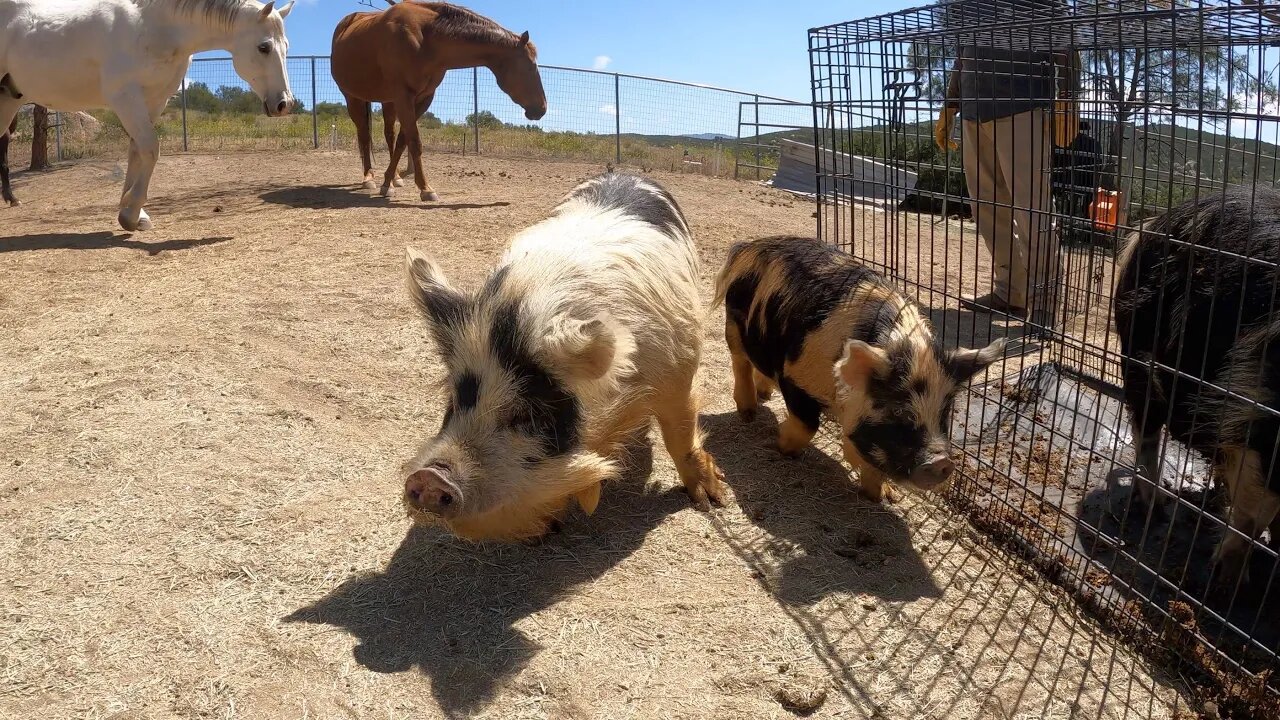 Added KuneKune Pigs | DIY Chicken Feeder for Meat Birds | Our Turkey is Broody | Chasing Pigs Around